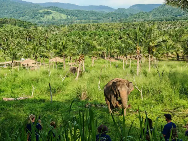 Excursion au sanctuaire d'éléphants Living Green au départ de Bangkok