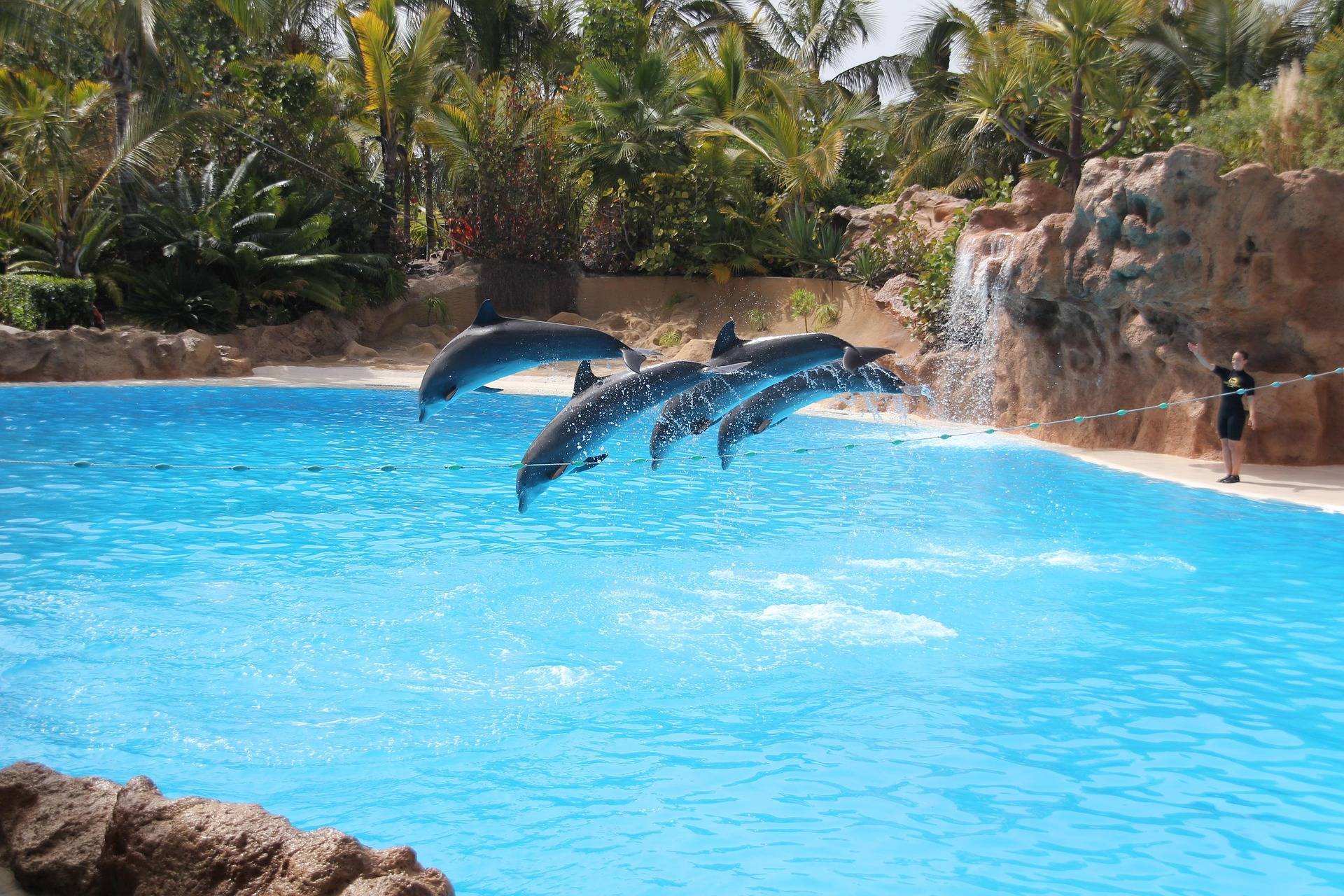 Spectacle de dauphins au Loro Park de Tenerife