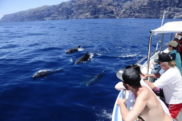 Observation des dauphins et des baleines à Masca au bord des falaises de Los Gigantes à Tenerife