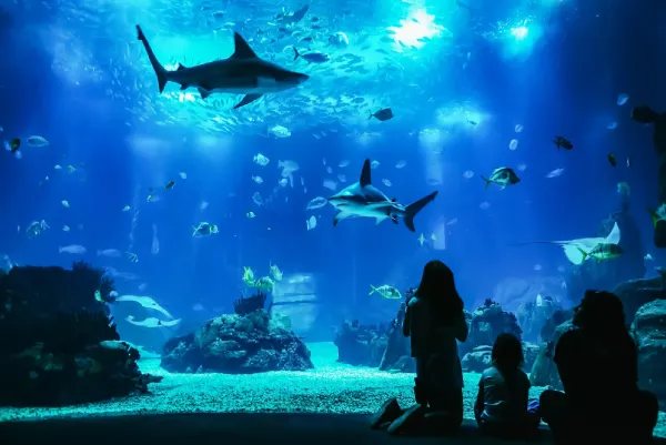 Billet d'entrée pour l'Océanarium de Lisbonne au Portugal